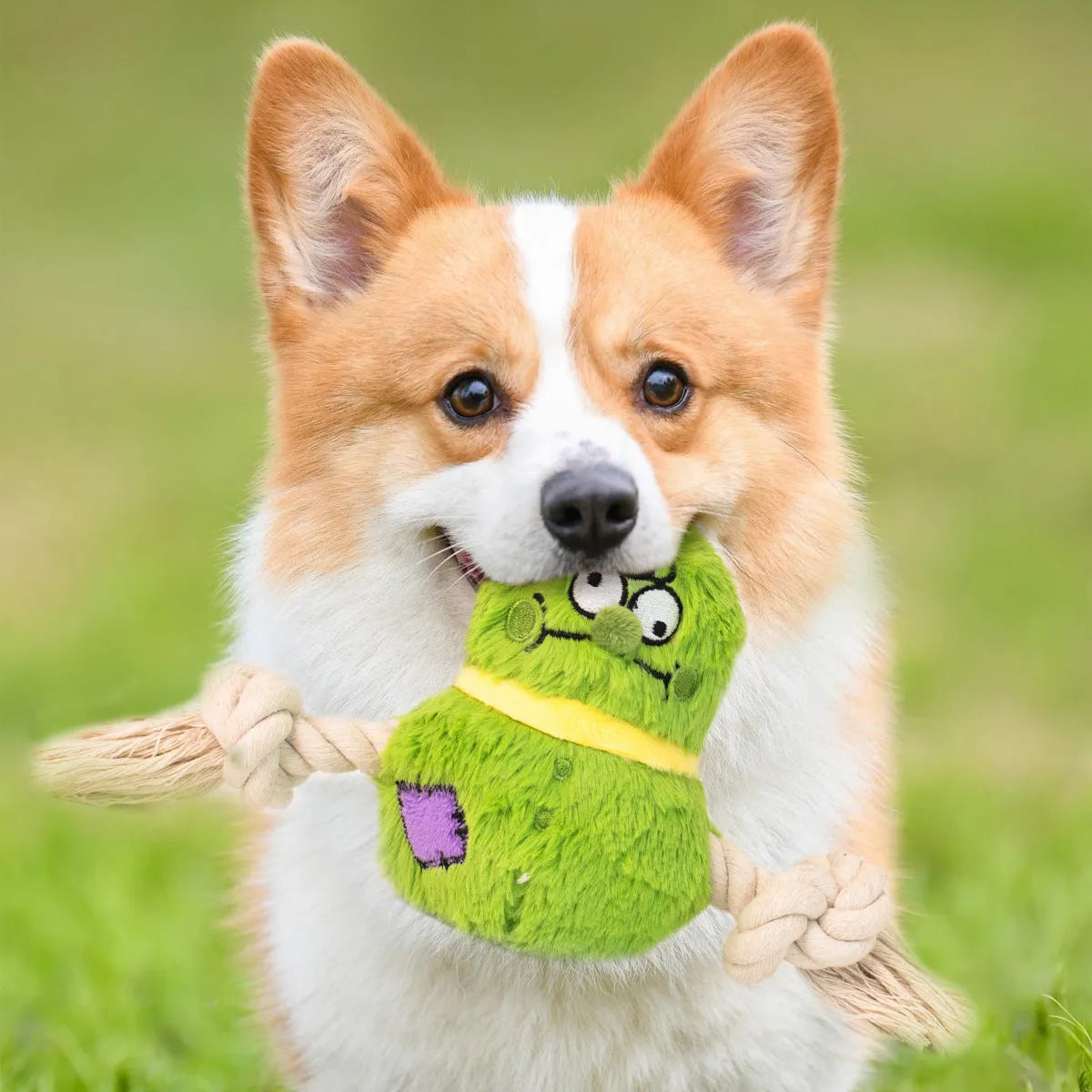 Green and purple plush rope knot dog toy for tug of war and dental care.