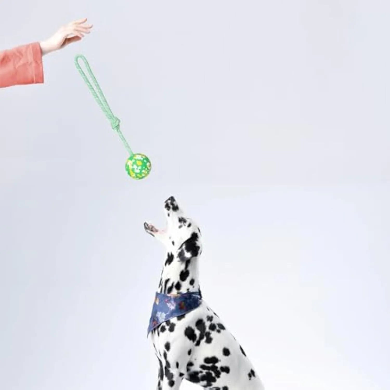 Natural rubber dog ball attached to a nylon rope toy for medium and small breeds