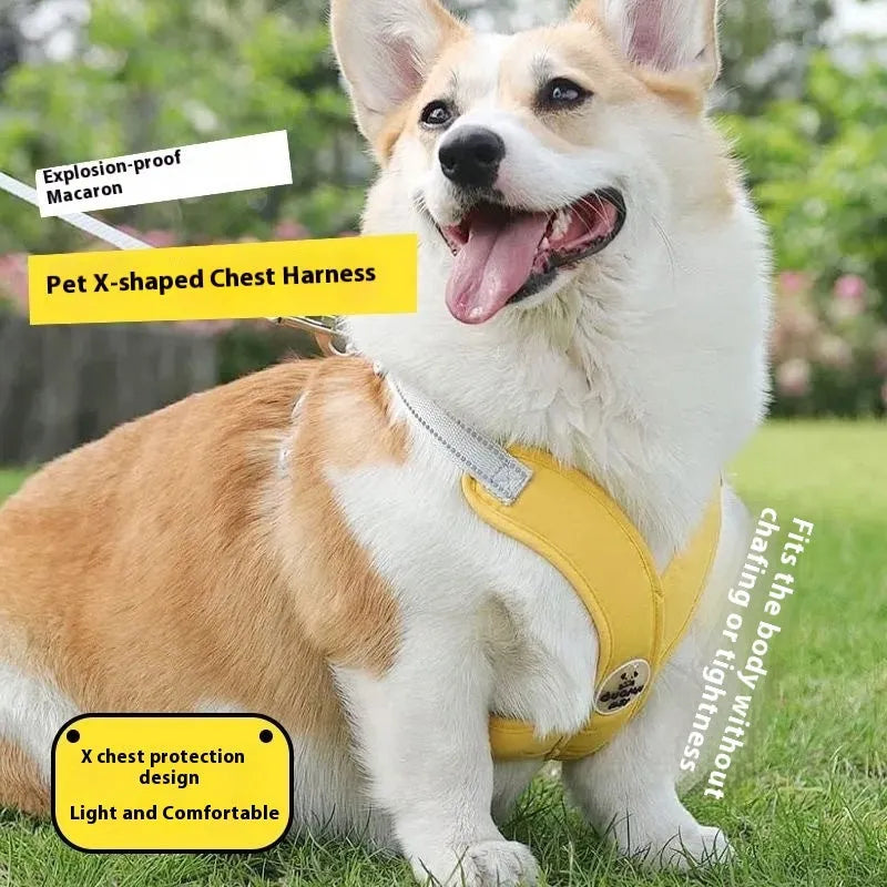 Polyester dog harness and lead set in matching colours with adjustable vest and hand-holding rope