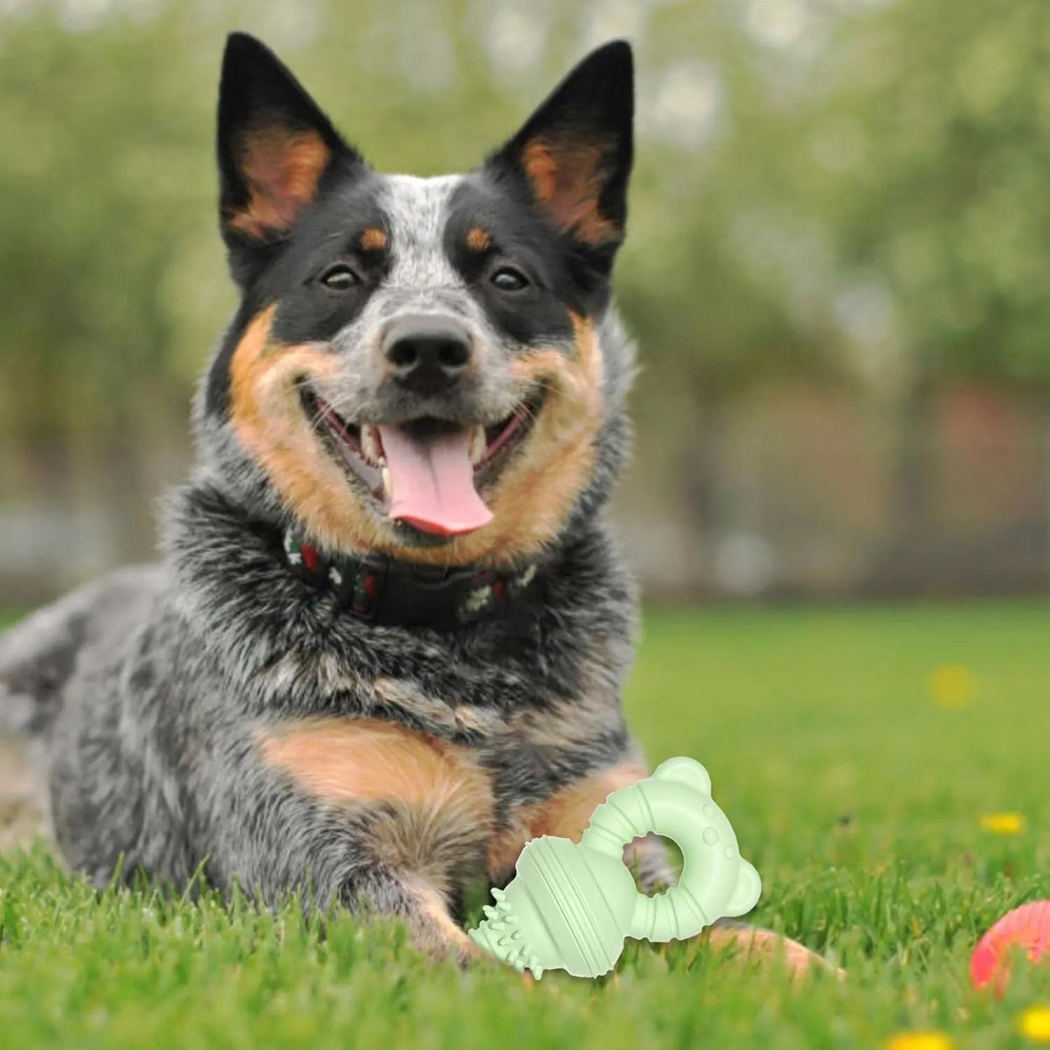 Blue rubber dog chew toy with textured surface for dental cleaning