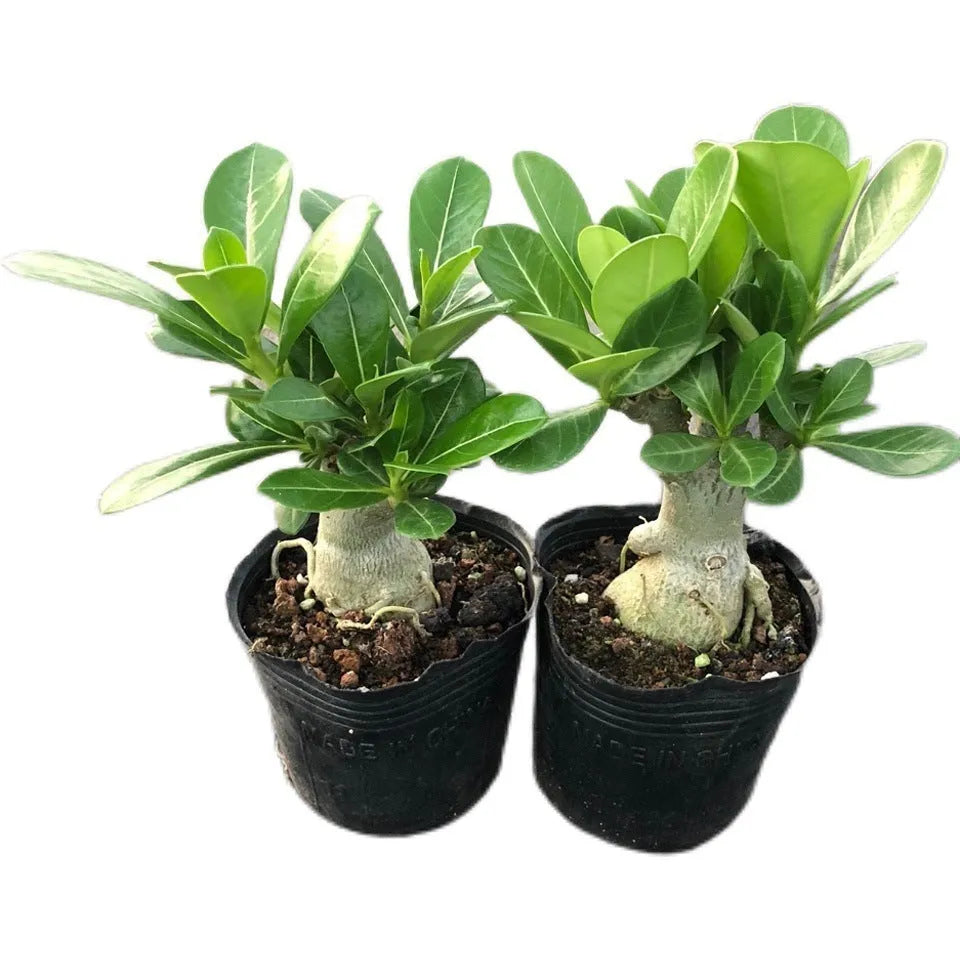 Desert Rose bare root seedling Adenium obesum without soil, live plant for indoor potting