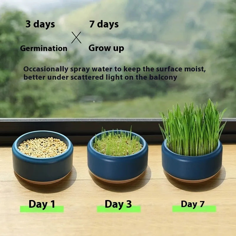 Hydroponic cat grass kit with blue growing cup and wheatgrass seeds for indoor planting