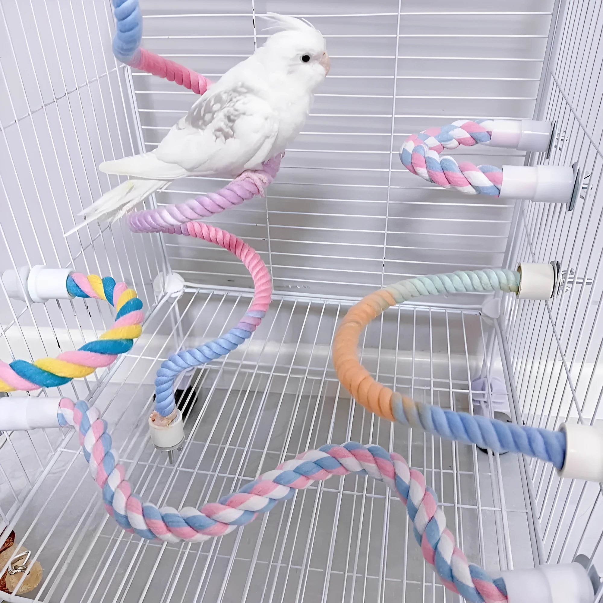 Gradient colour bird rope perch with U-shape and circular swing on a cage