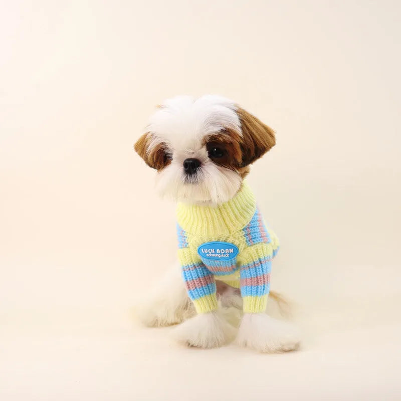 Blue and yellow striped wool sweater on a small dog, showing casual style for autumn