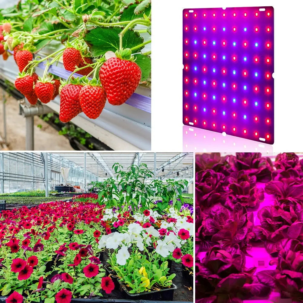 Full spectrum LED plant light with 81 beads for growing fruits vegetables and melons indoors