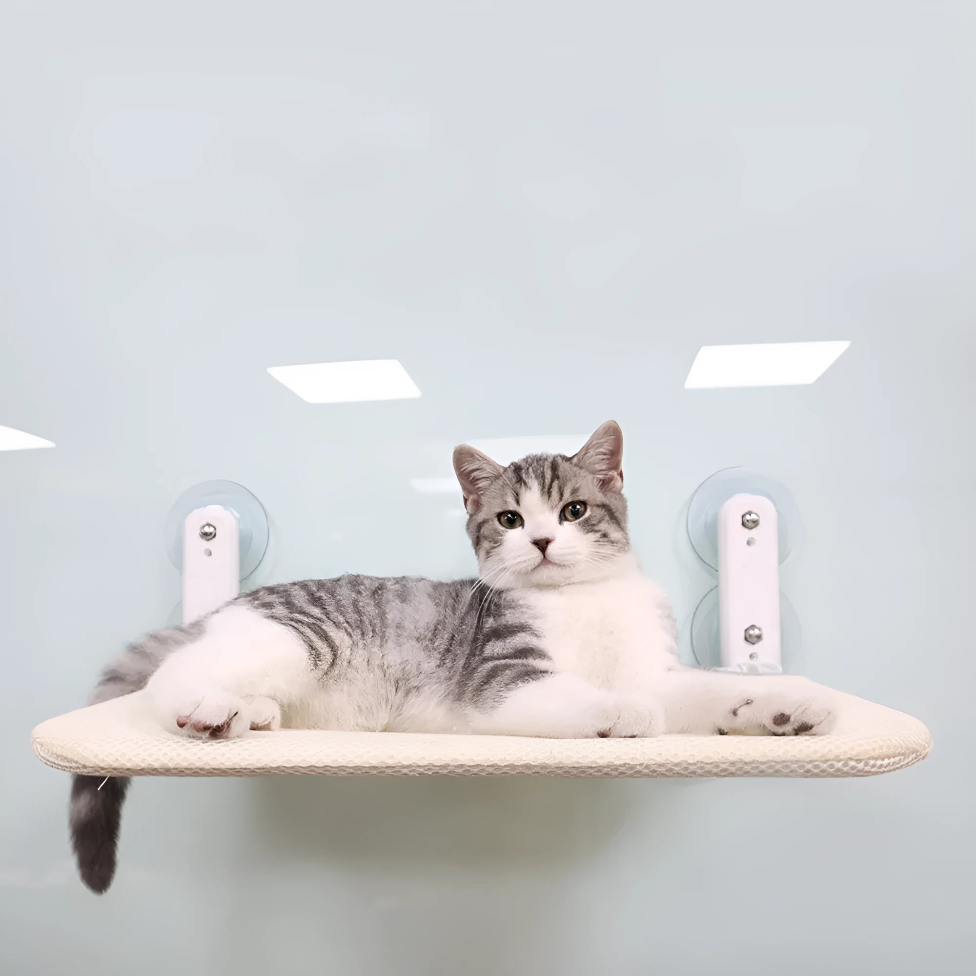 Foldable cat window hammock with stainless steel suction cups mounted on glass window