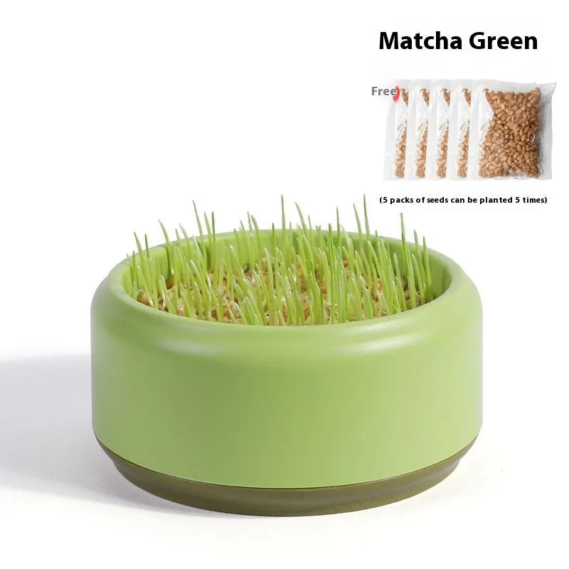Hydroponic cat grass kit with blue growing cup and wheatgrass seeds for indoor planting